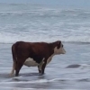 harbourdreams: photo of a cow gazing out into the ocean (Default)