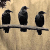 dr_zook: sepia Krabat vibes (three ravens)