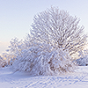 dolorosa_12: (winter tree)