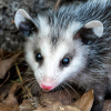 cacophonish: OPOSSUM (opossum time)