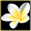 hitokage: (plumeria)