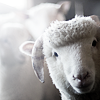 obstinatecondolement: A sheep which is visible from the neck up peeking into view, with another sheep just visible in the background. (Sheep)
