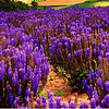 dolorosa_12: (lavender)