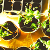dolorosa_12: (seedlings)
