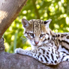 autobotscoutriella: an ocelot sitting in a tree (Ocelot)