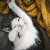 misbegotten: A kitten stretches out, smiling (Animal Cat Baby Smiling)