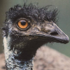pineapplesalmon: (emu general)
