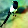 bequeer_docrime: (stock_magpie)
