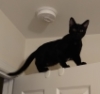 jacieleigh: (Ozzie on top of door by Solariana)