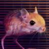 labmice: (mouse default)