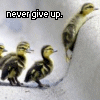 lacey: A baby duck struggles valiantly to pull himself up a curb while other babies wait. (Never Give Up!)