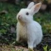kdsburneraccount: White rabbit looking upwards, facing left. (rabbit)