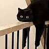 passingbuzzards: Black cat lying on the railing with paws hanging down. (cat: black cat railing)