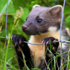 conning: (pine marten)