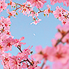 fairykiss: (heart)