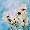 thenerdygirl: White poppies against a blue cloudy sky (White flowers)