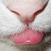 wildandprecious: Close-up picture of a cat's tongue. (Cat tongue)
