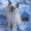 meirwen_1988: (Tag kitten)