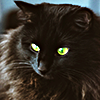 catmemes: (14)