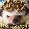 designateddadfriend: (angry hedgehog)
