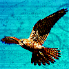 kikibug13: (Bird of prey)