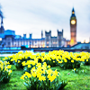 turlough: Houses of Parliament & Big Ben with daffodils in foreground ((other) london calling)