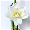 shipperslist: a white amaryllis blooming on christmas eve (amaryllis)