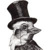 kookaburra: (kookaburra)