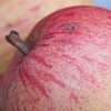 pfotenstaben: (delicious)