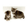 misscam: (Kittens!)