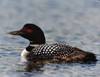 mmerriam: (Loon)