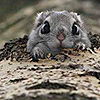 killabeez: (squirrel!)