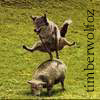timberwolfoz: (whee!)