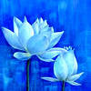 pattrose: SallyMN (blue background)