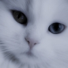 lepetitsalondecriture: (Chatbleu)