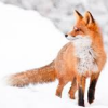 ashelterofpages: (fox8)