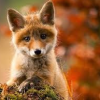 ashelterofpages: (autumn9 (1))