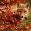 ashelterofpages: (Autumn fox)