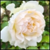 starspray: a white rose bloom with raindrops on the petals (white rose)
