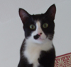rhythmaning: (cat)