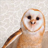 owls: ((OWLS) :D)