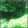 shady_maple_tree: trees and grass (landscape)