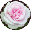 pearlrose: a pearl rose!  (Default)