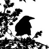 lee_bella: (Crow)