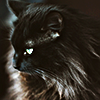 catmemes: (23)