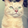 pianogurl330: Binks looking (Binks)