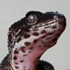 wants_the_phd: (gecko_0002_Layer 3)