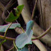 elvendryad: just a part of an image of fig trees' wood and leaves (Default)