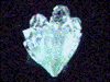 mrs_stanley: picture of the mineral apophyllite (Default)