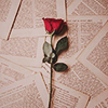 yarnofariadne: a pile of white pages with indecipherable black text, on which rests a single red rose (misc: all the world will read you)